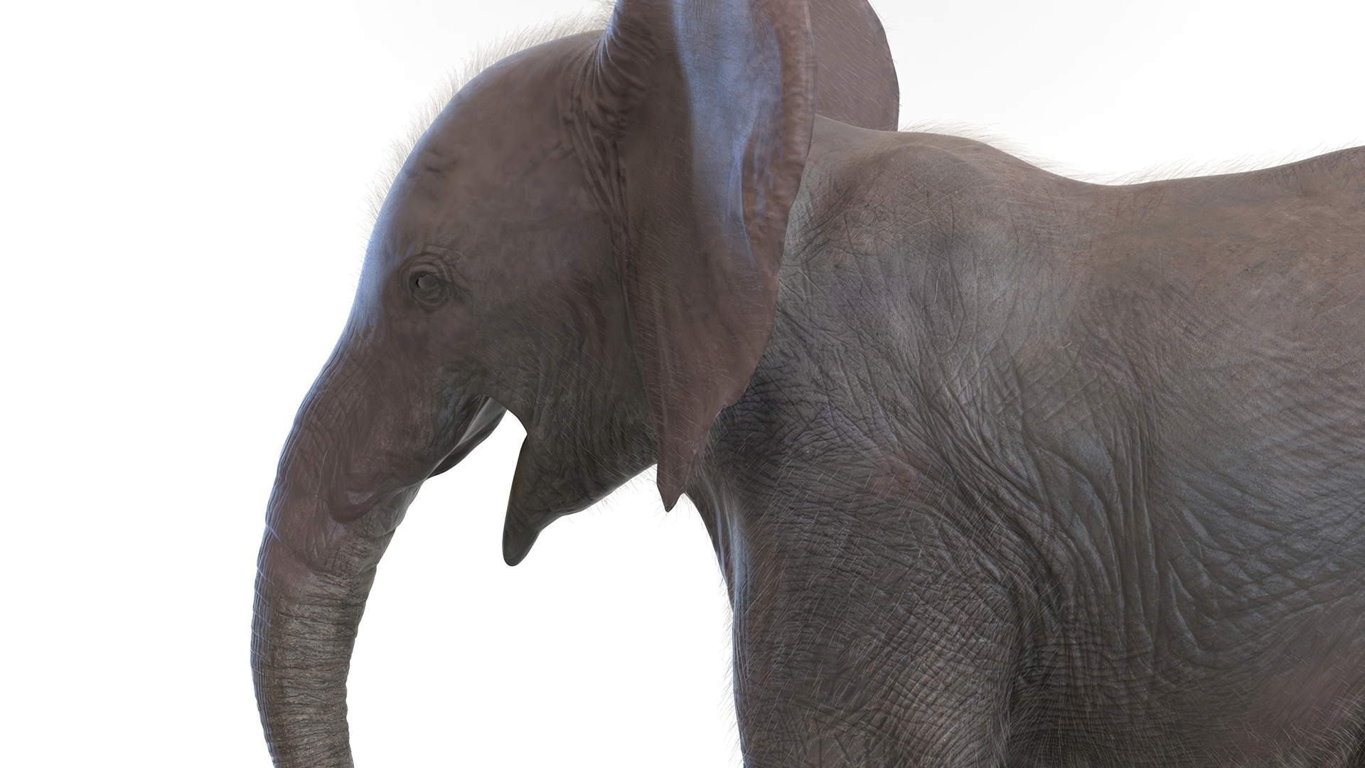 3D Young Elephant Walking with Fur