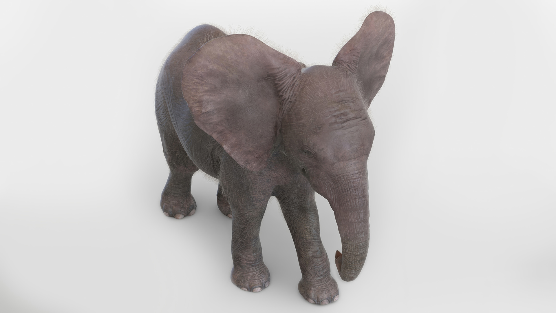 3D Young Elephant Walking with Fur