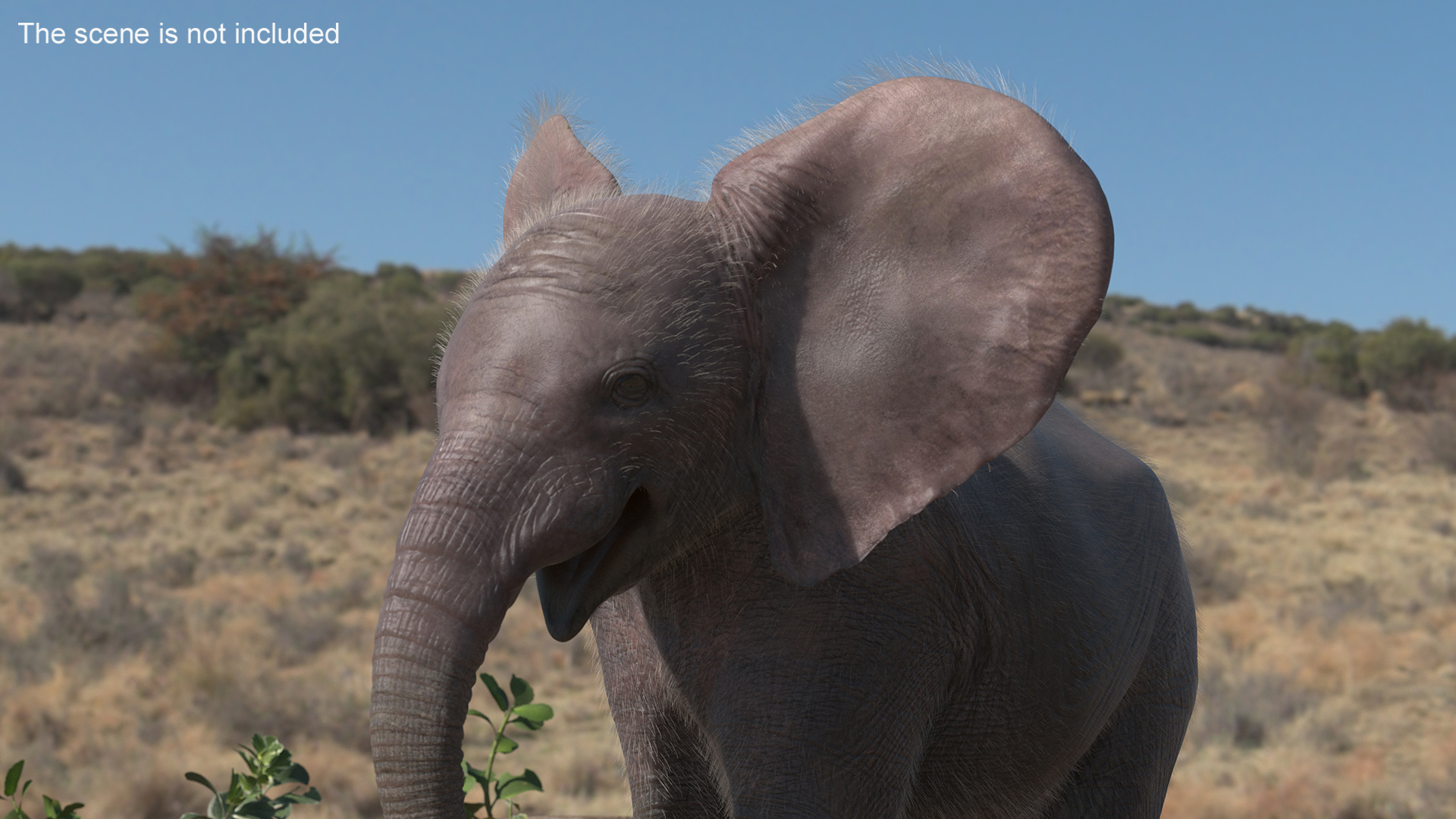 3D Young Elephant Walking with Fur