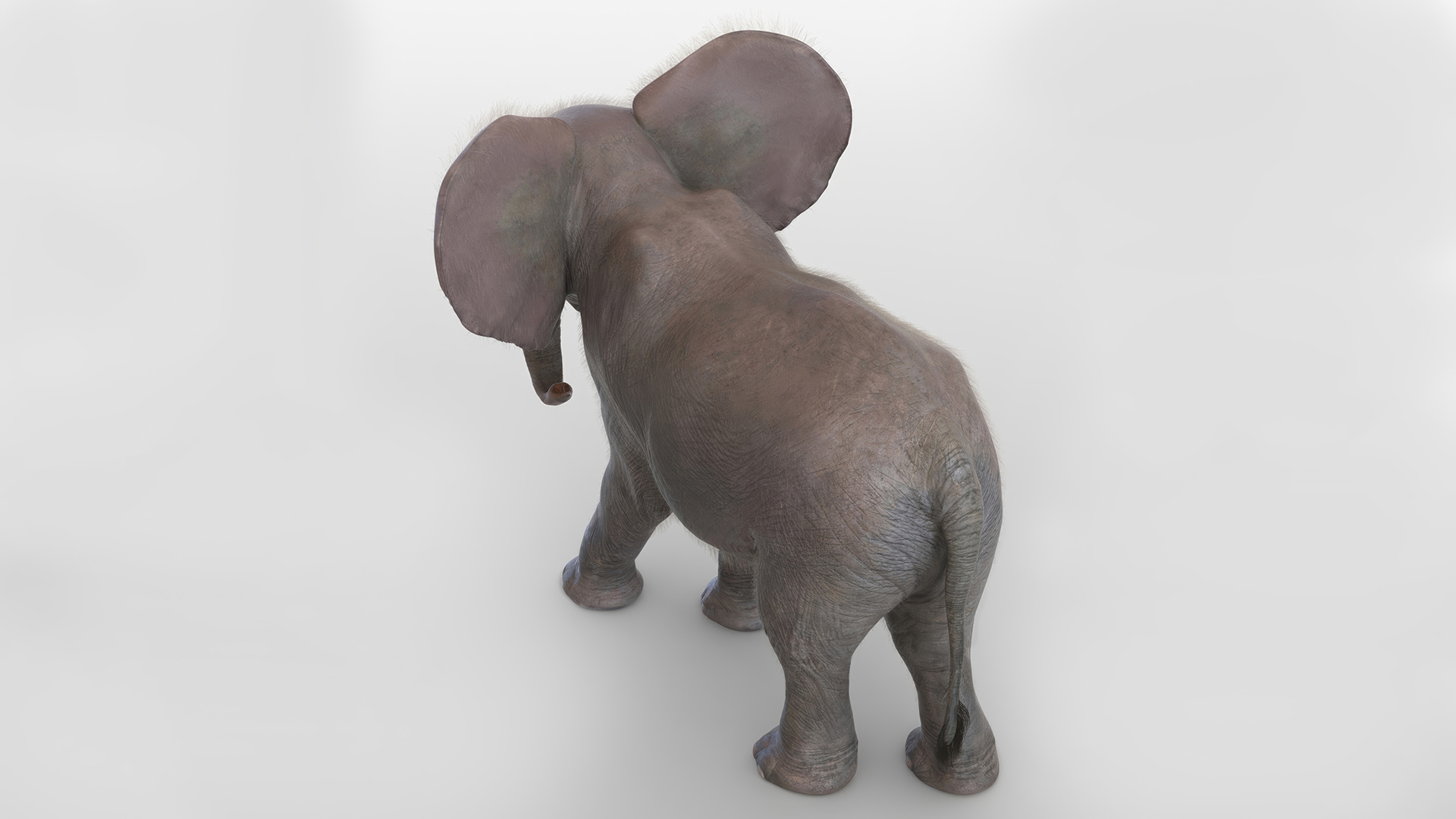 3D Young Elephant Walking with Fur