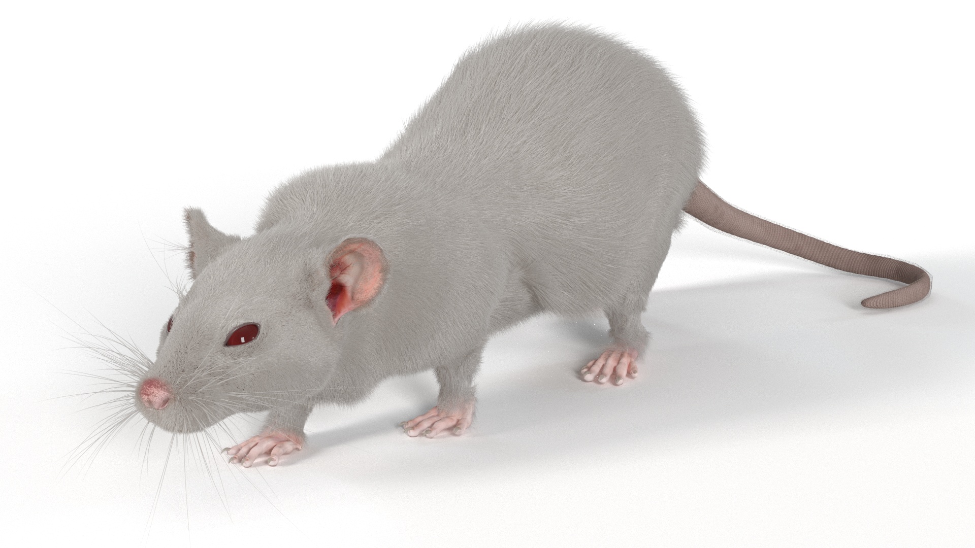 3D Realistic White Rat with Fur model