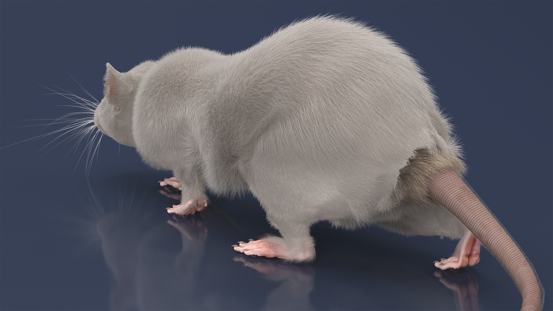 3D Realistic White Rat with Fur model