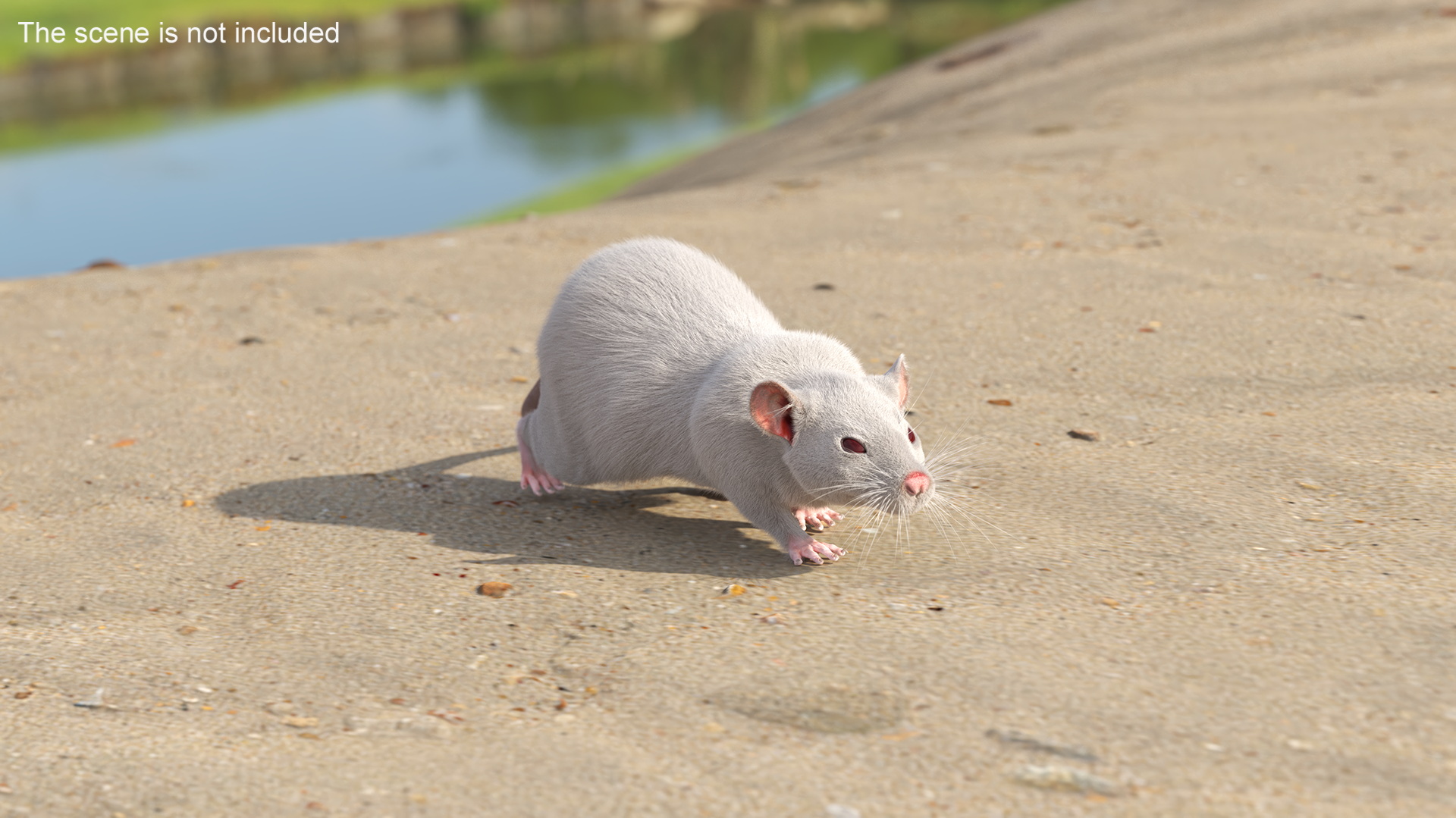 3D Realistic White Rat with Fur model