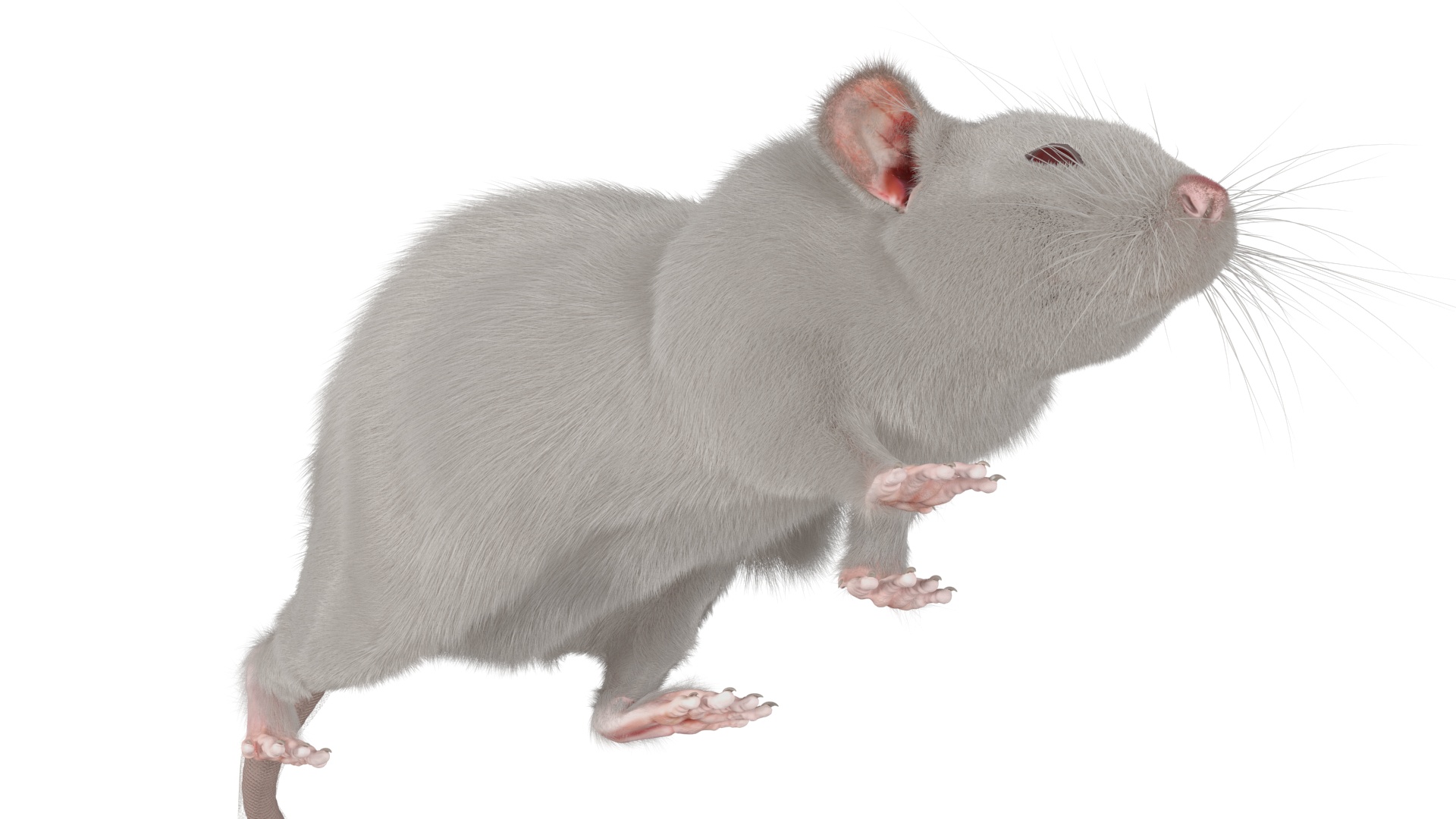 3D Realistic White Rat with Fur model