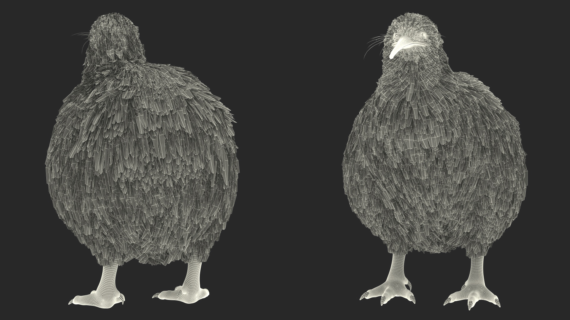 Kiwi Bird 3D model