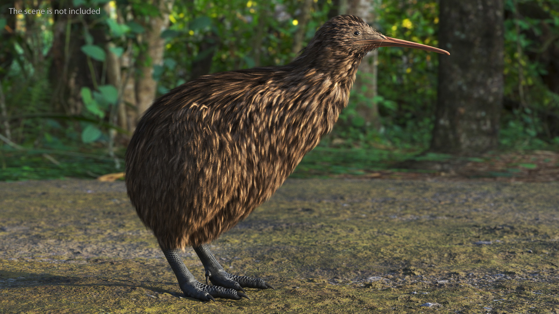 Kiwi Bird 3D model