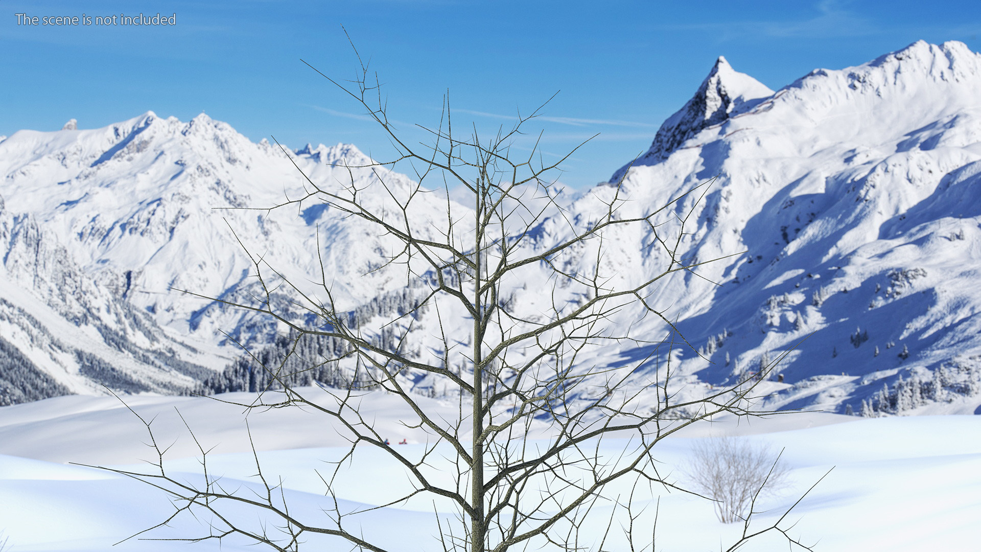 3D model Winter Bare Oak Tree