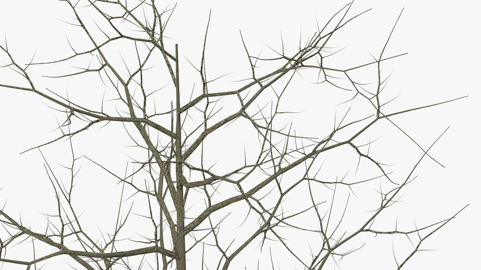 3D model Winter Bare Oak Tree