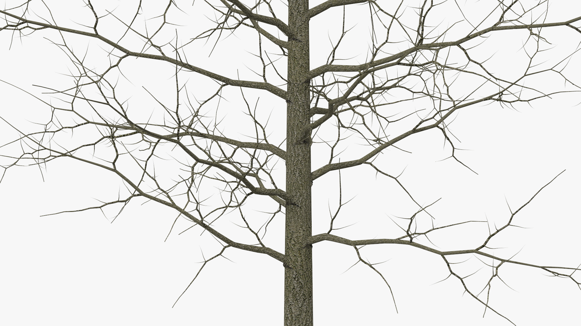 3D model Winter Bare Oak Tree