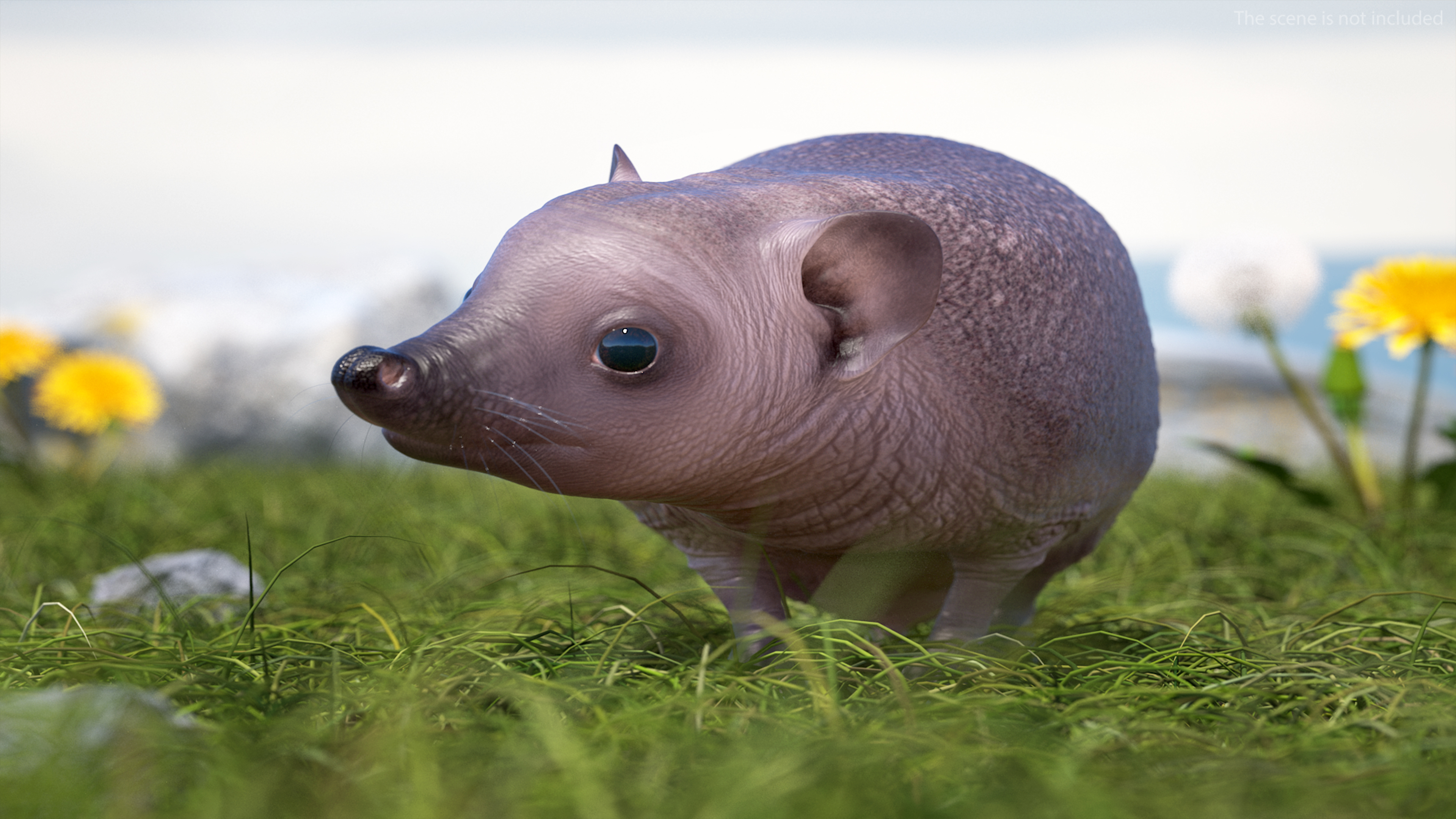 Bald Hedgehog Standing 3D