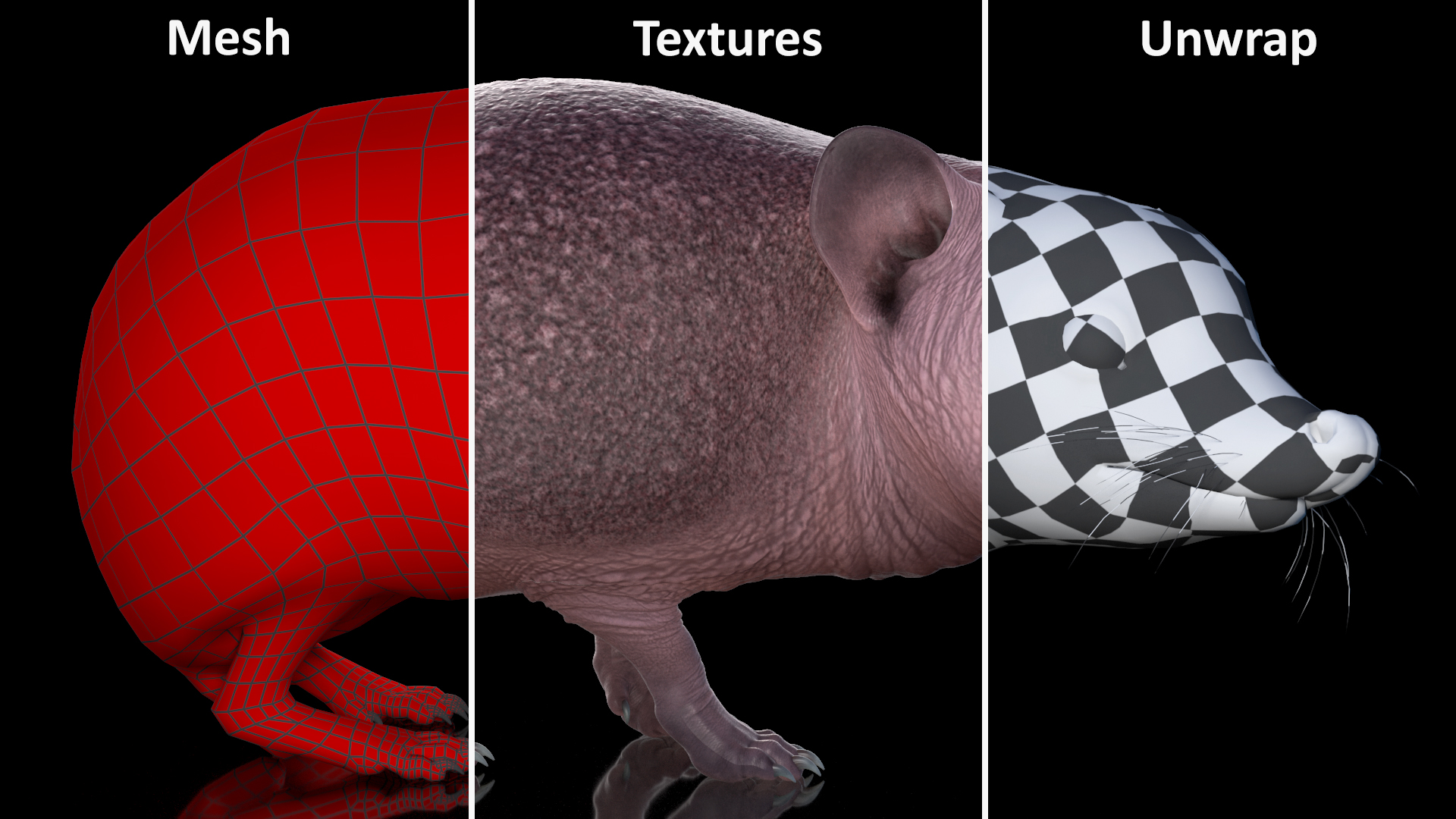 Bald Hedgehog Standing 3D