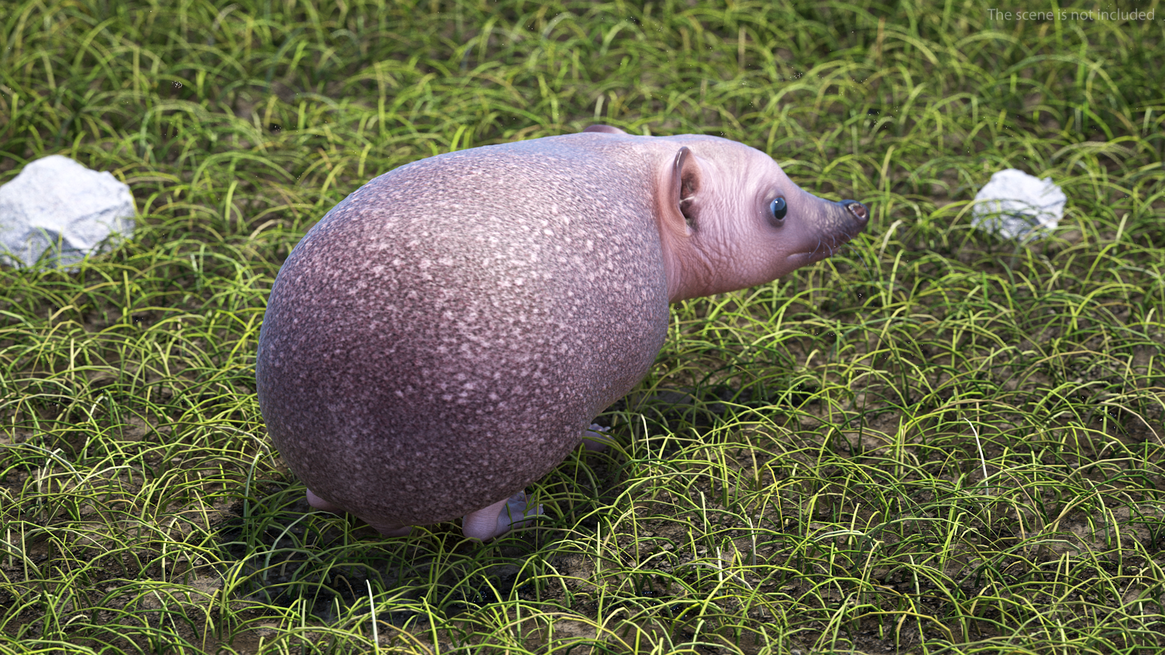 Bald Hedgehog Standing 3D