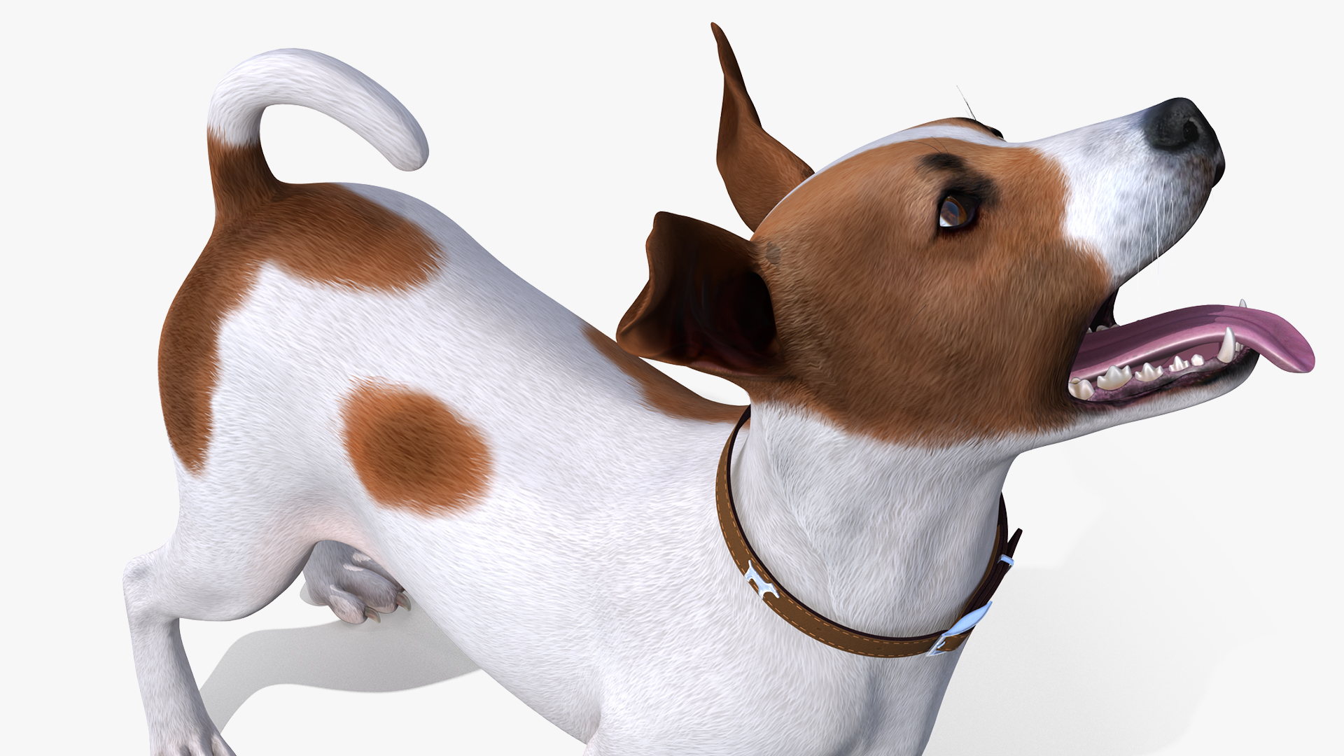 3D Jack Russell Terrier Spotted Waiting Pose