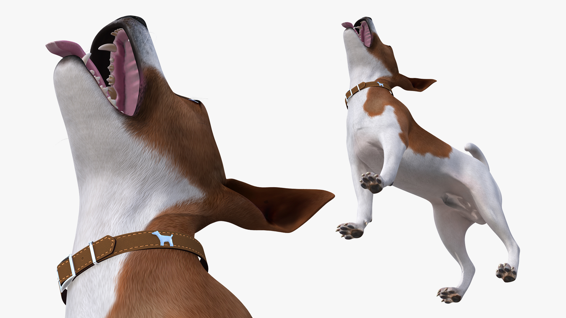 3D Jack Russell Terrier Spotted Waiting Pose