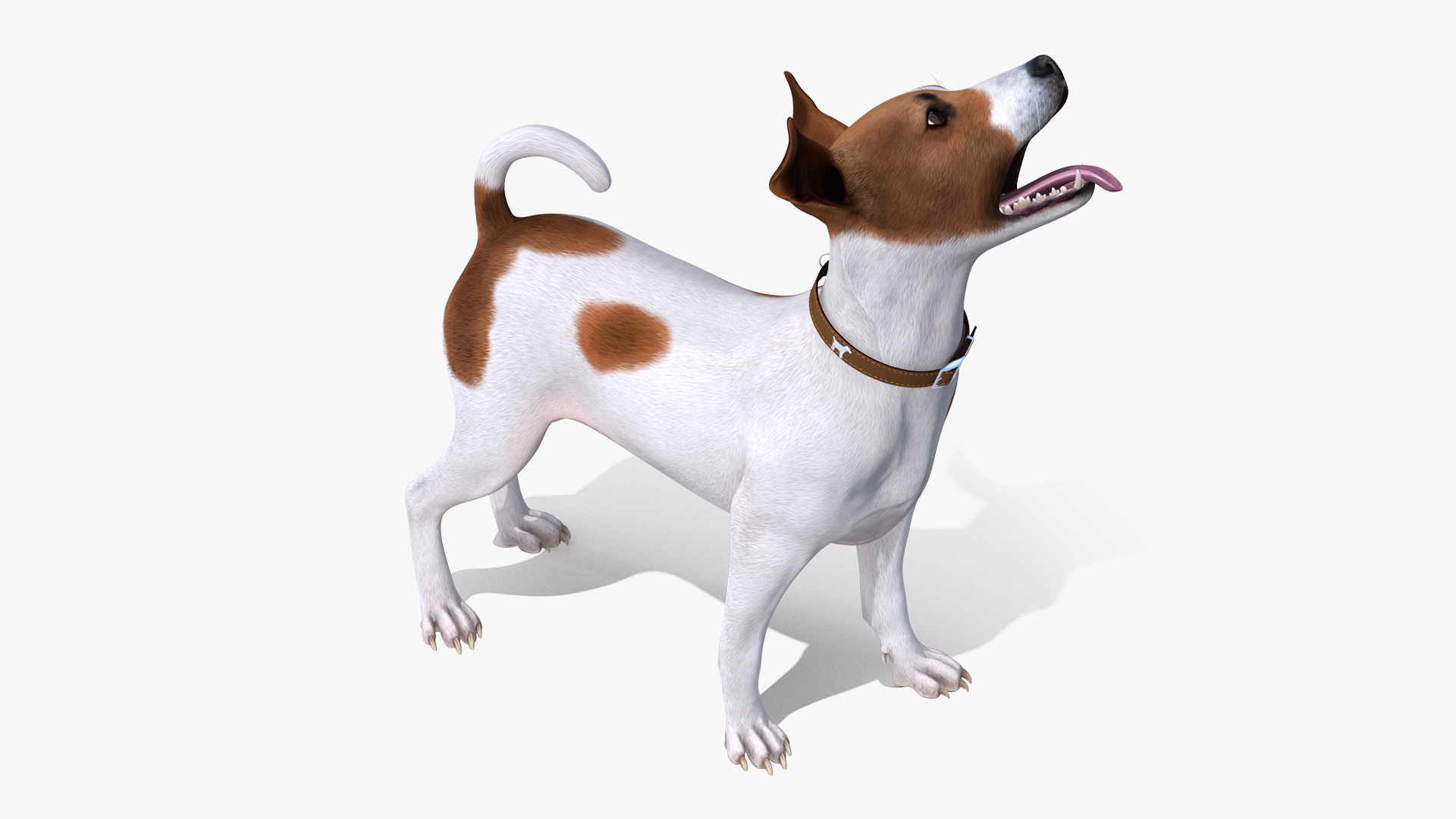 3D Jack Russell Terrier Spotted Waiting Pose