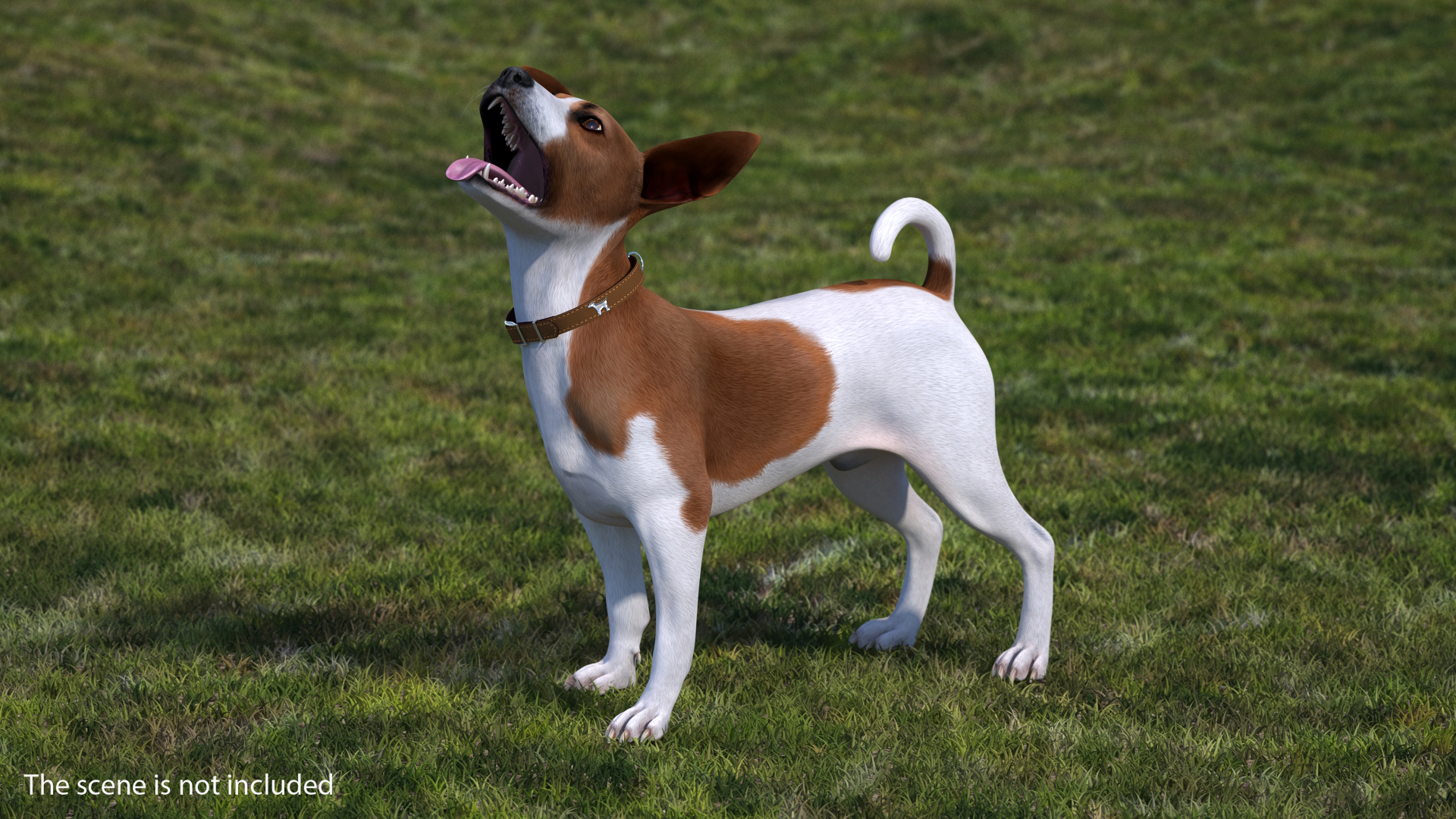 3D Jack Russell Terrier Spotted Waiting Pose