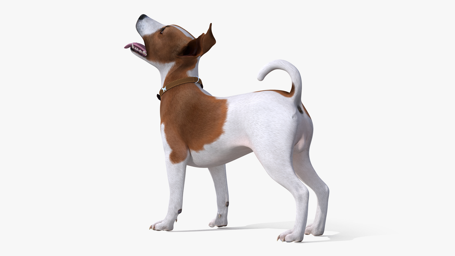 3D Jack Russell Terrier Spotted Waiting Pose