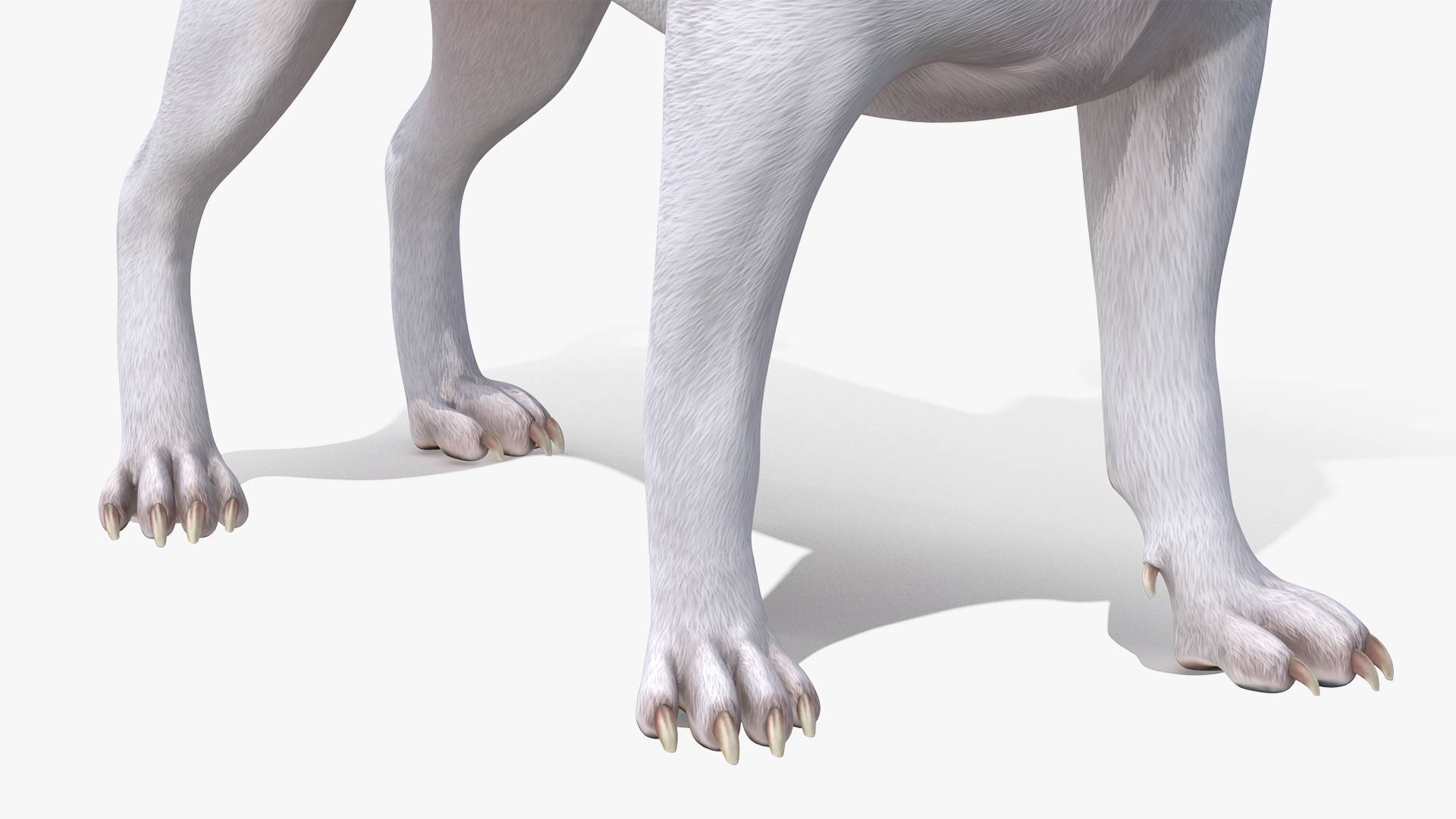 3D Jack Russell Terrier Spotted Waiting Pose