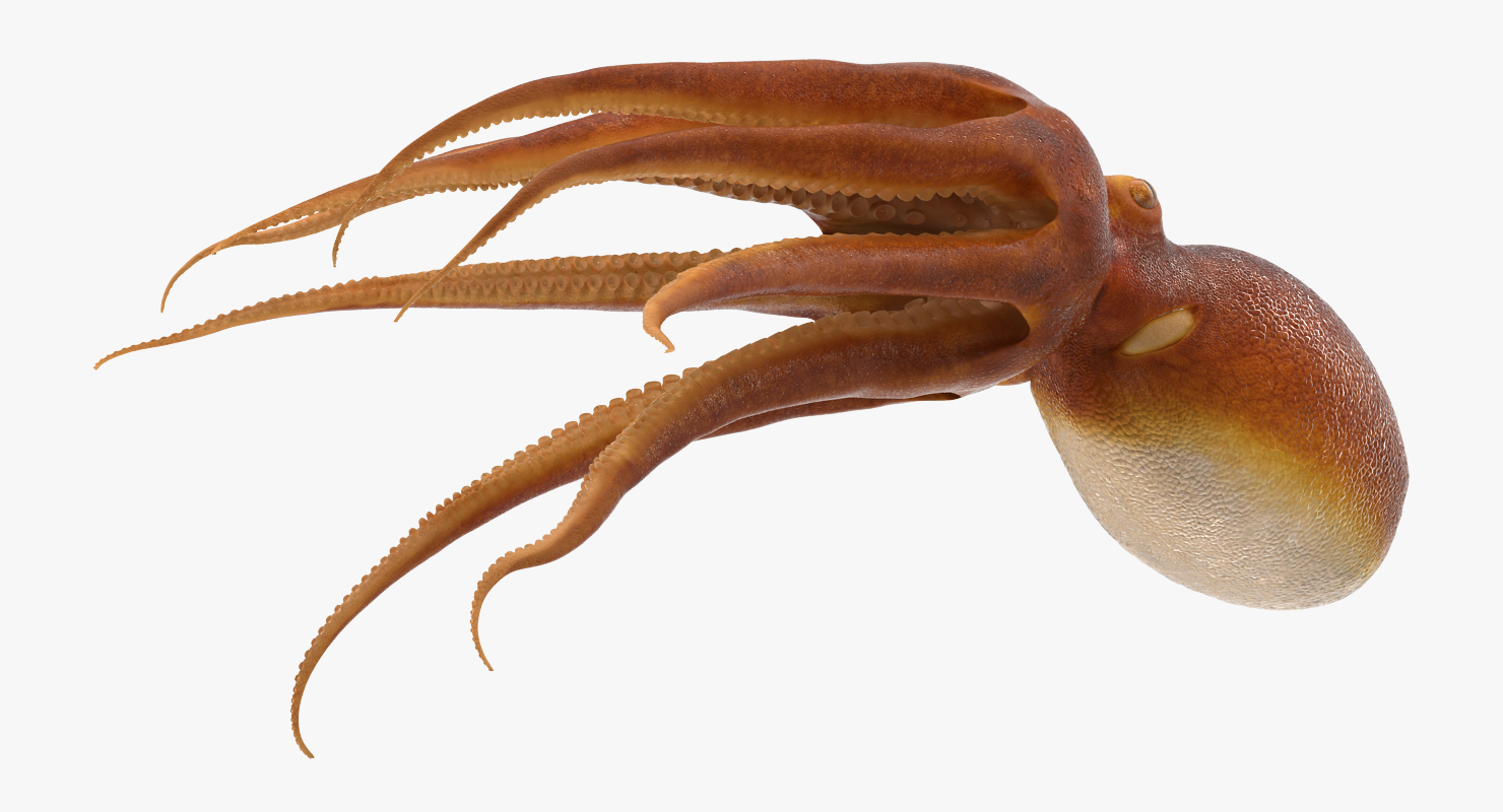 3D Common Octopus Swimming model