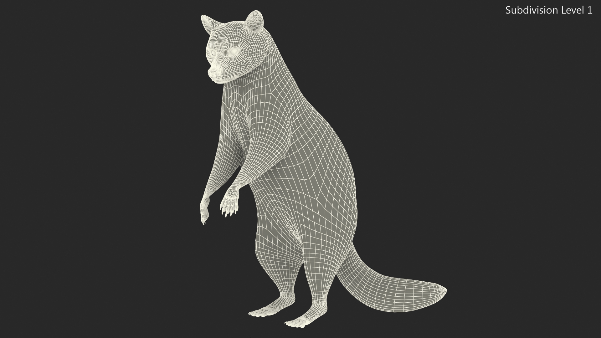 3D Raccoon Standing Pose