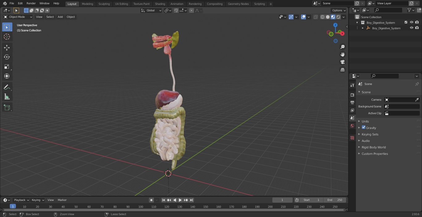 3D model Boy Digestive System