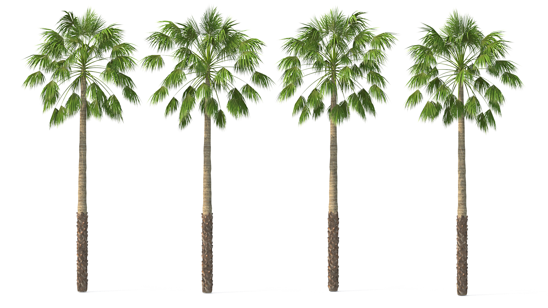 Mexican Palm Tree 3D